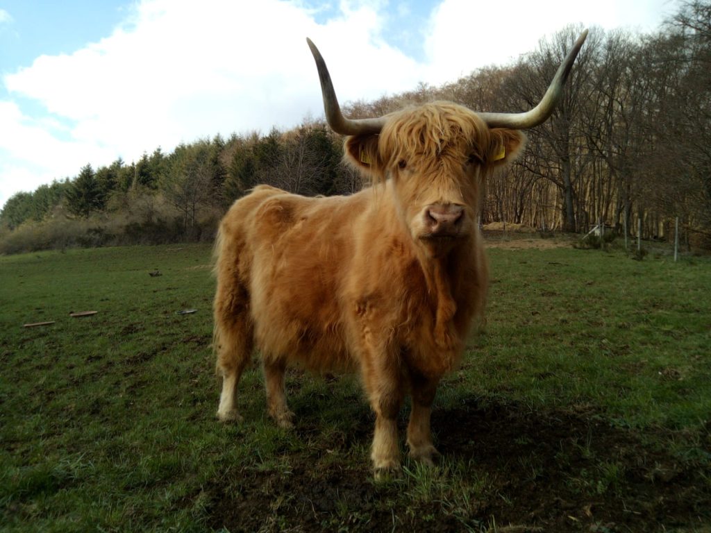 7 Highland Rinder auf dem Hof in Diefenbach-Eifel