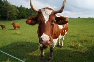 hoffest-mahlstetten-0825-1