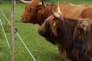 hoffest-mahlstetten-0825-3