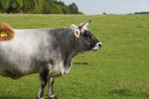 hoffest-mahlstetten-0825-6