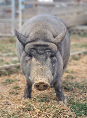Schwein Yakari im Gras